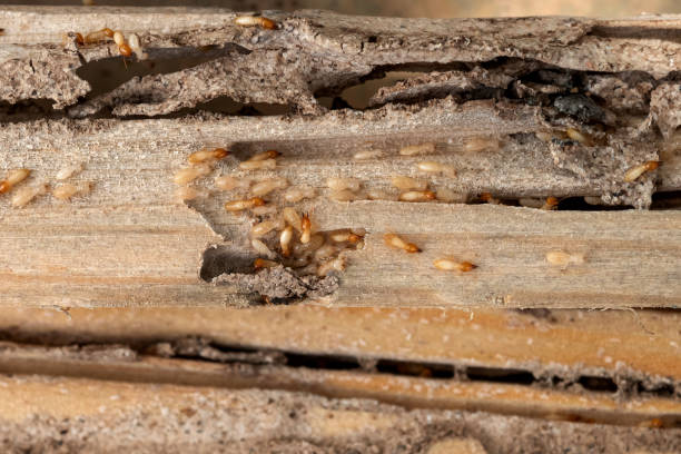 Best Affordable Pest Control Services  in Oakleaf Plantation, FL
